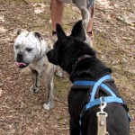 hw600003-150x150 Tierheim-Hundewanderung 2014