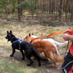 hw600004-150x150 Tierheim-Hundewanderung 2014