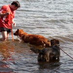 hw600009-150x150 Tierheim-Hundewanderung 2014