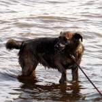 hw600012-150x150 Tierheim-Hundewanderung 2014