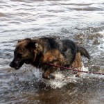 hw600013-150x150 Tierheim-Hundewanderung 2014