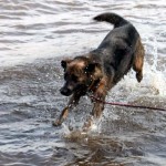 hw600014-150x150 Tierheim-Hundewanderung 2014