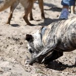 hw600015-150x150 Tierheim-Hundewanderung 2014