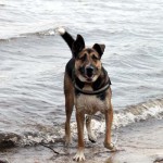 hw600016-150x150 Tierheim-Hundewanderung 2014