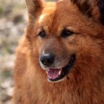 hw600019-150x150 Tierheim-Hundewanderung 2014