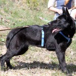 hw600020-150x150 Tierheim-Hundewanderung 2014