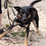 hw600021-150x150 Tierheim-Hundewanderung 2014