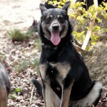 hw600023-150x150 Tierheim-Hundewanderung 2014