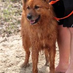 hw600024-150x150 Tierheim-Hundewanderung 2014