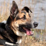 hw600025-150x150 Tierheim-Hundewanderung 2014