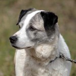hw600026-150x150 Tierheim-Hundewanderung 2014