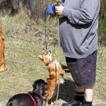 hw600030-150x150 Tierheim-Hundewanderung 2014