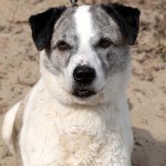 hw600031-150x150 Tierheim-Hundewanderung 2014