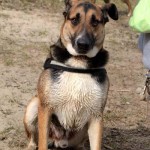 hw600032-150x150 Tierheim-Hundewanderung 2014