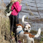 hw600034-150x150 Tierheim-Hundewanderung 2014