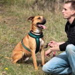 hw600035-150x150 Tierheim-Hundewanderung 2014