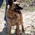 hw600038-150x150 Tierheim-Hundewanderung 2014