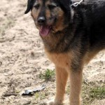 hw600039-150x150 Tierheim-Hundewanderung 2014