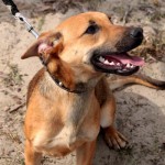 hw600040-150x150 Tierheim-Hundewanderung 2014