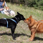 hw600042-150x150 Tierheim-Hundewanderung 2014