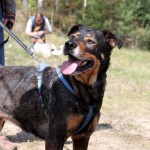 hw600043-150x150 Tierheim-Hundewanderung 2014