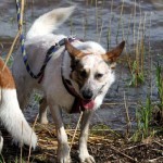 hw600044-150x150 Tierheim-Hundewanderung 2014