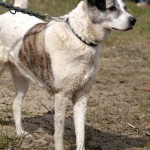 hw600047-150x150 Tierheim-Hundewanderung 2014