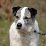 hw600048-150x150 Tierheim-Hundewanderung 2014