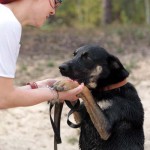 hw600049-150x150 Tierheim-Hundewanderung 2014