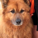 hw600052-150x150 Tierheim-Hundewanderung 2014