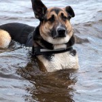 hw600053-150x150 Tierheim-Hundewanderung 2014