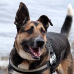 hw600054-150x150 Tierheim-Hundewanderung 2014