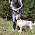 hw600055-150x150 Tierheim-Hundewanderung 2014