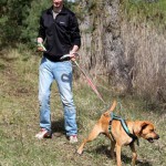 hw600056-150x150 Tierheim-Hundewanderung 2014