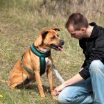 hw600057-150x150 Tierheim-Hundewanderung 2014