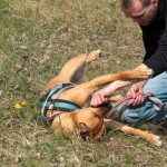 hw600058-150x150 Tierheim-Hundewanderung 2014