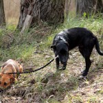 hw600059-150x150 Tierheim-Hundewanderung 2014