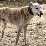 hw600061-150x150 Tierheim-Hundewanderung 2014