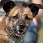 hw600066-150x150 Tierheim-Hundewanderung 2014