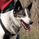 hw600067-150x150 Tierheim-Hundewanderung 2014