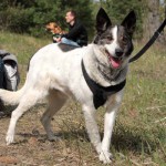 hw600068-150x150 Tierheim-Hundewanderung 2014