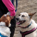 hw600070-150x150 Tierheim-Hundewanderung 2014