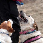 hw600071-150x150 Tierheim-Hundewanderung 2014