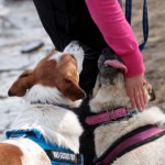 hw600072-150x150 Tierheim-Hundewanderung 2014