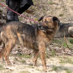 hw600073-150x150 Tierheim-Hundewanderung 2014