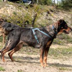 hw600074-150x150 Tierheim-Hundewanderung 2014
