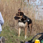 hw600076-150x150 Tierheim-Hundewanderung 2014