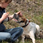 hw600077-150x150 Tierheim-Hundewanderung 2014