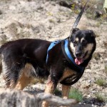 hw600078-150x150 Tierheim-Hundewanderung 2014