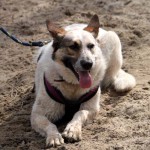 hw600079-150x150 Tierheim-Hundewanderung 2014